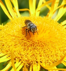 Megachile apicalis
