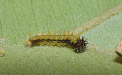 Pseudacraea lucretia tarquinea