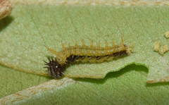 Pseudacraea lucretia tarquinea