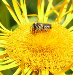 Megachile apicalis