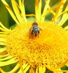 Megachile apicalis