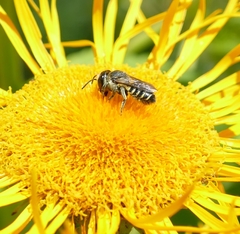 Megachile apicalis