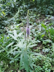 Veronica longifolia