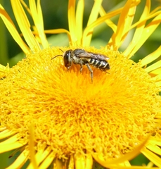 Megachile apicalis