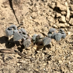 Acmispon wrangelianus
