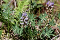 Lupinus grayi