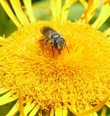 Megachile apicalis