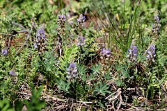 Lupinus grayi