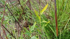Asclepias meadii