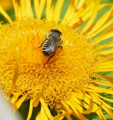 Megachile apicalis