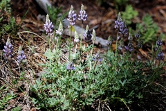 Lupinus grayi