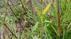Asclepias meadii