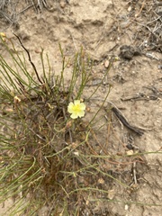 Crocanthemum aldersonii