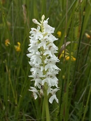 Dactylorhiza fuchsii