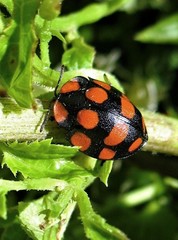 Botanochara decempustulata