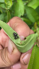 Paraphidippus aurantius