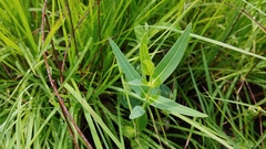 Asclepias meadii