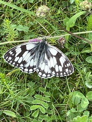 Melanargia galathea