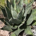 Wocomahi Agave - Photo (c) rolandomp, some rights reserved (CC BY-NC), uploaded by rolandomp