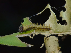 Pseudacraea lucretia tarquinea
