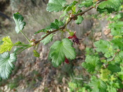 Ribes amarum