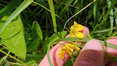 Lysimachia quadriflora