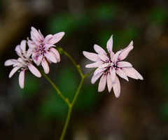 Calorezia prenanthoides
