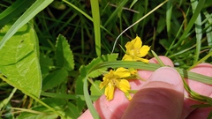 Lysimachia quadriflora