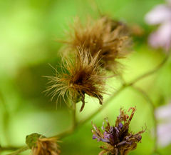 Calorezia prenanthoides
