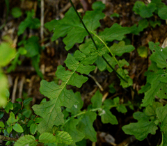 Calorezia prenanthoides