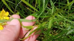 Lysimachia quadriflora