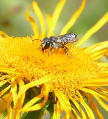 Megachile apicalis