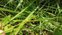 Lysimachia quadriflora