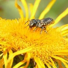 Megachile apicalis