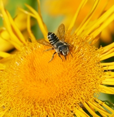 Megachile apicalis