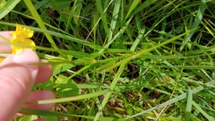 Lysimachia quadriflora