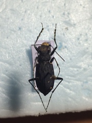 Cicindela longilabris