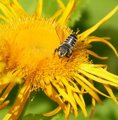 Megachile apicalis