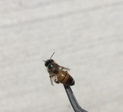 Apis mellifera