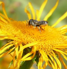 Megachile apicalis