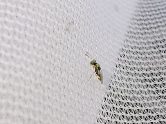 Mesopolobus tibialis