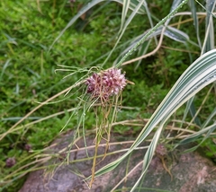Allium vineale compactum