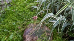 Allium vineale compactum