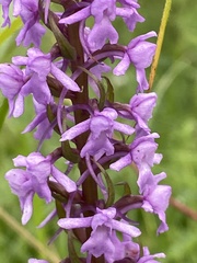 Gymnadenia conopsea