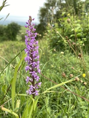 Gymnadenia conopsea