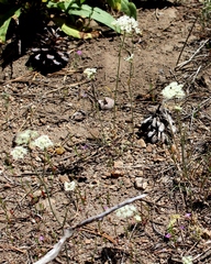 Perideridia lemmonii