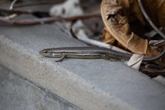 Trachylepis depressa