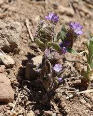 Phacelia humilis