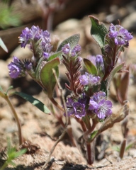 Phacelia humilis