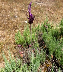 Lavandula pedunculata